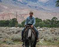flashy-quarter-horse