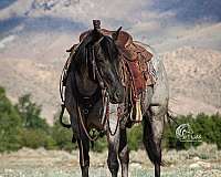 husband-safe-quarter-horse