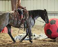 heel-quarter-horse