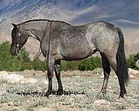 kid-safe-quarter-horse