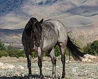 ranch-quarter-horse