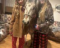 appaloosa-gelding