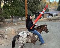 appaloosa-pony-for-sale