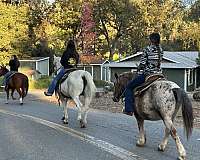 appaloosa-pony