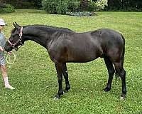 black-crossbred-pony