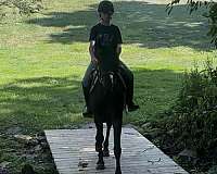all-around-crossbred-pony