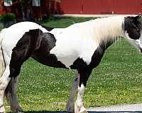 paint-draft-horse