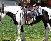 kid-safe-draft-horse