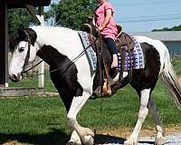 trail-draft-horse