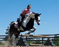 all-around-draft-horse