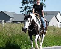 beginner-draft-horse