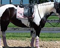 draft-horse