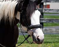 dressage-draft-horse