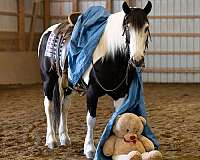 husband-safe-draft-horse