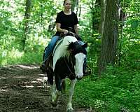 jumper-draft-horse