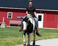 jumping-draft-horse