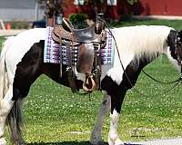 lesson-draft-horse