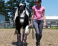 parade-draft-horse