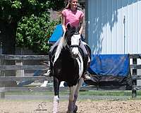 ridden-english-draft-horse