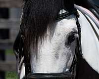ridden-western-draft-horse