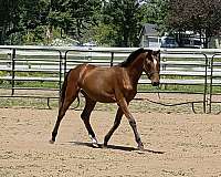 irregular-diamond-2-hind-anklets-horse