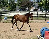 bay-irregular-diamond-2-hind-anklets-horse