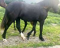black-andalusian-filly-yearling