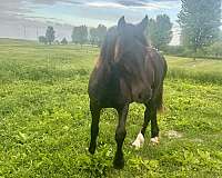 black-friesian-filly-yearling
