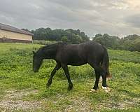 black-draft-filly