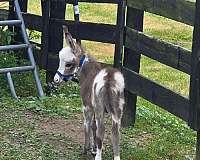 donkey
