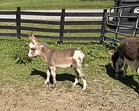 donkey-colt