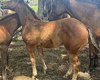 star-socks-on-hind-feet-horse