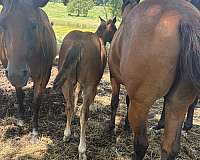 bay-star-socks-on-hind-feet-horse