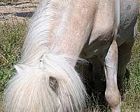 cut-miniature-horse