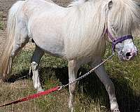 buckeroo-son-miniature-horse