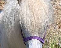 lplp-miniature-horse