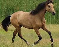 buckskin-morgan-yearling