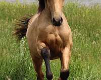 count-morgan-horse