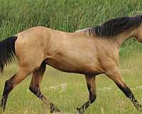 handsome-morgan-horse