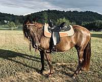 chocolate-no-horse