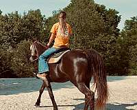 all-around-tennessee-walking-horse