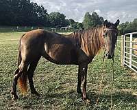 no-horse