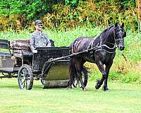 all-around-friesian-horse