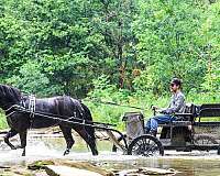 drill-team-friesian-horse