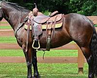 driving-friesian-horse
