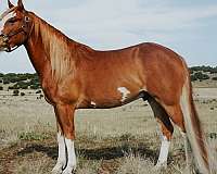 pinto-horse-for-sale