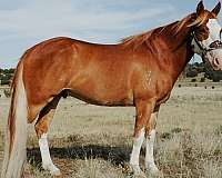 pinto-horse