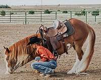 all-around-paint-horse