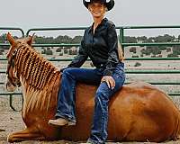 gelding