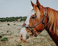 beginner-paint-horse